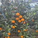 미나농장 이미지