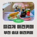 둘리애견 | 9kg 미만 입장가능 부천 송내 애견카페 즐겁개