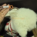 동물보육원 부산지사 | [리뷰/행사] 부산 BEXCO 벡스코 PET&amp;MORE 펫앤모어 부산 반려동물 박람회 후기