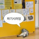 히히냥냥 이미지