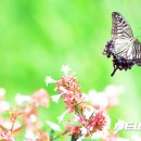 호랑나비