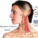 흉쇄유돌근(목빗근) sternocleidomastoid 이미지