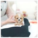 안산시 고잔동 푸들분양 후기｜유앤미펫에서 만난 똑똑하고 애교 많은 우리 아이