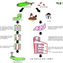 벌레만 죽이는 미생물농약 Bt 제제 이미지