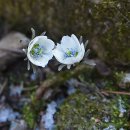 매혹적인 꽃향기 속에서(426) – 변산바람꽃(안양 수리산)(2) 이미지