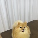 양모아네뜨