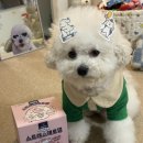 중문덴탈 | 비숑 강아지치석껌 강아지스트레스 제로껌 너티 소형견껌으로 추천