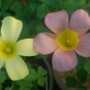 Oxalis Obtusa Sugar and Spice가 아닌것같아요. 이미지