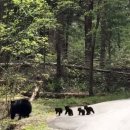 엄마와 아기곰 이미지