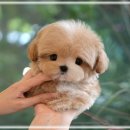 힐링애견샵 이미지