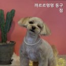 까르르멍멍 이미지