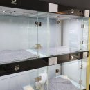 분당 요미독앤캣 강아지분양 고양이분양 이미지