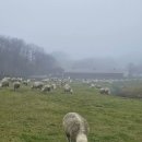 미남목장 | 평창 대관령양떼목장 12월 겨울여행 아기양 보러 가세요