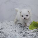 강아지의 품격 이미지