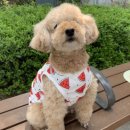 호치민칼디커피 이미지