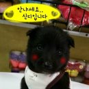 kiss My Dog 이미지