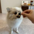 멍프레시 | 부산 덕천 애견수제간식, 강아지케이크 멍프레시