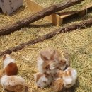 문래빗농장 이미지