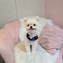 개이쁘댕 이미지