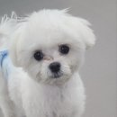 가히애견 이미지