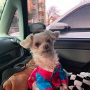 동이애견 이미지