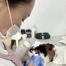 고양이 미용 미오 | 고양이가 스트레스 받지 않고 맞춤미용하고 온 고양이미용호텔미오 수원점 방문후기