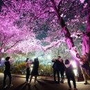 장안벚꽃길 이미지