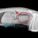 대치동물메디컬센터 이미지