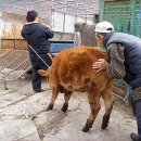 송아지집 이미지