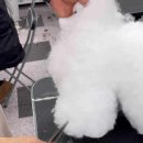 혁신애견미용 이미지