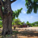 임고서원의 은행나무 | 영천 임고서원 은행나무(永川 臨皐書院 銀杏木).경북