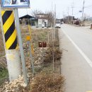 봄에새싹 이미지