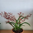 환타지아 이미지