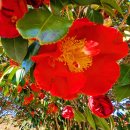 신흥2리(동백마을)농촌체험휴양마을 | 동백 낙화, 그 흔적