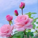 인구는 줄어도 강아지는 늘어난 세상 / 예향 이강흥 이미지