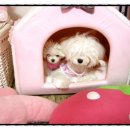 비비나인 이미지