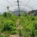 김영찬농장 이미지