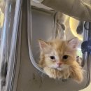 가방위에 고양이 이미지