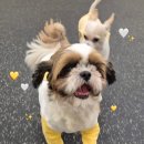 movepet 이미지