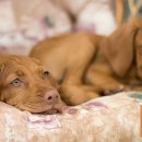 제이 애견 호텔 이미지