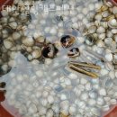 태안힐링캠프 | 태안해루질펜션 태안힐링캠프펜션 맛조개체험하고 갯벌체험펜션 숙박까지 한번에!