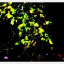 숲속의 별들 이미지