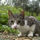 퍼스동물병원 이미지