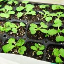 제일농약사2 이미지