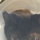 24시청주i동물병원 이미지