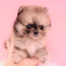 내품안의반려견광명점 이미지