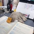 못된고양이 이미지