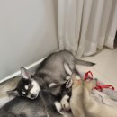 콜드베이켄넬 이미지