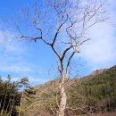 진주 응석사 목조석가여래삼불좌상 이미지