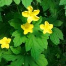 여주-0026 이미지